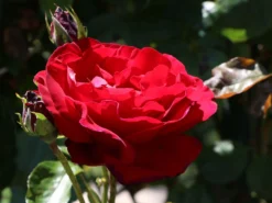 Strauchrose 'Grandhotel' ® -Deutschland Garten Funk Verkaufs-Shop strauchrose grandhotel m005520 w 5