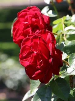 Strauchrose 'Grandhotel' ® -Deutschland Garten Funk Verkaufs-Shop strauchrose grandhotel m005520 w 6