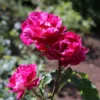 Strauchrose 'Guy Savoy' ®