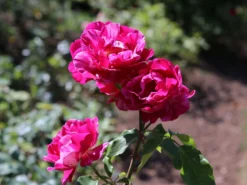 Strauchrose 'Guy Savoy' ®