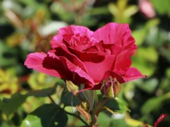 Strauchrose 'Guy Savoy' ® -Deutschland Garten Funk Verkaufs-Shop strauchrose guy savoy m120824 w 0