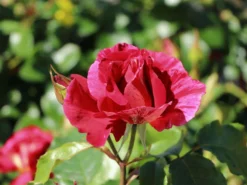 Strauchrose 'Guy Savoy' ® -Deutschland Garten Funk Verkaufs-Shop strauchrose guy savoy m120824 w 1