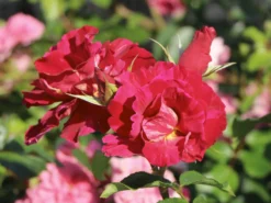 Strauchrose 'Guy Savoy' ® -Deutschland Garten Funk Verkaufs-Shop strauchrose guy savoy m120824 w 2