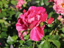 Strauchrose 'Guy Savoy' ® -Deutschland Garten Funk Verkaufs-Shop strauchrose guy savoy m120824 w 3