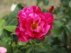 Strauchrose 'Guy Savoy' ® -Deutschland Garten Funk Verkaufs-Shop strauchrose guy savoy m120824 w 4