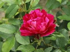 Strauchrose 'Guy Savoy' ® -Deutschland Garten Funk Verkaufs-Shop strauchrose guy savoy m120824 w 6