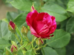 Strauchrose 'Guy Savoy' ® -Deutschland Garten Funk Verkaufs-Shop strauchrose guy savoy m120824 w 7