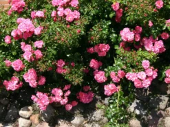Bodendecker-Rose 'Heidetraum' ® 21 Bodendecker-Rose 'Heidetraum' ® -Deutschland Garten Funk Verkaufs-Shop strauchrose heidetraum adr rose m003358 w 0