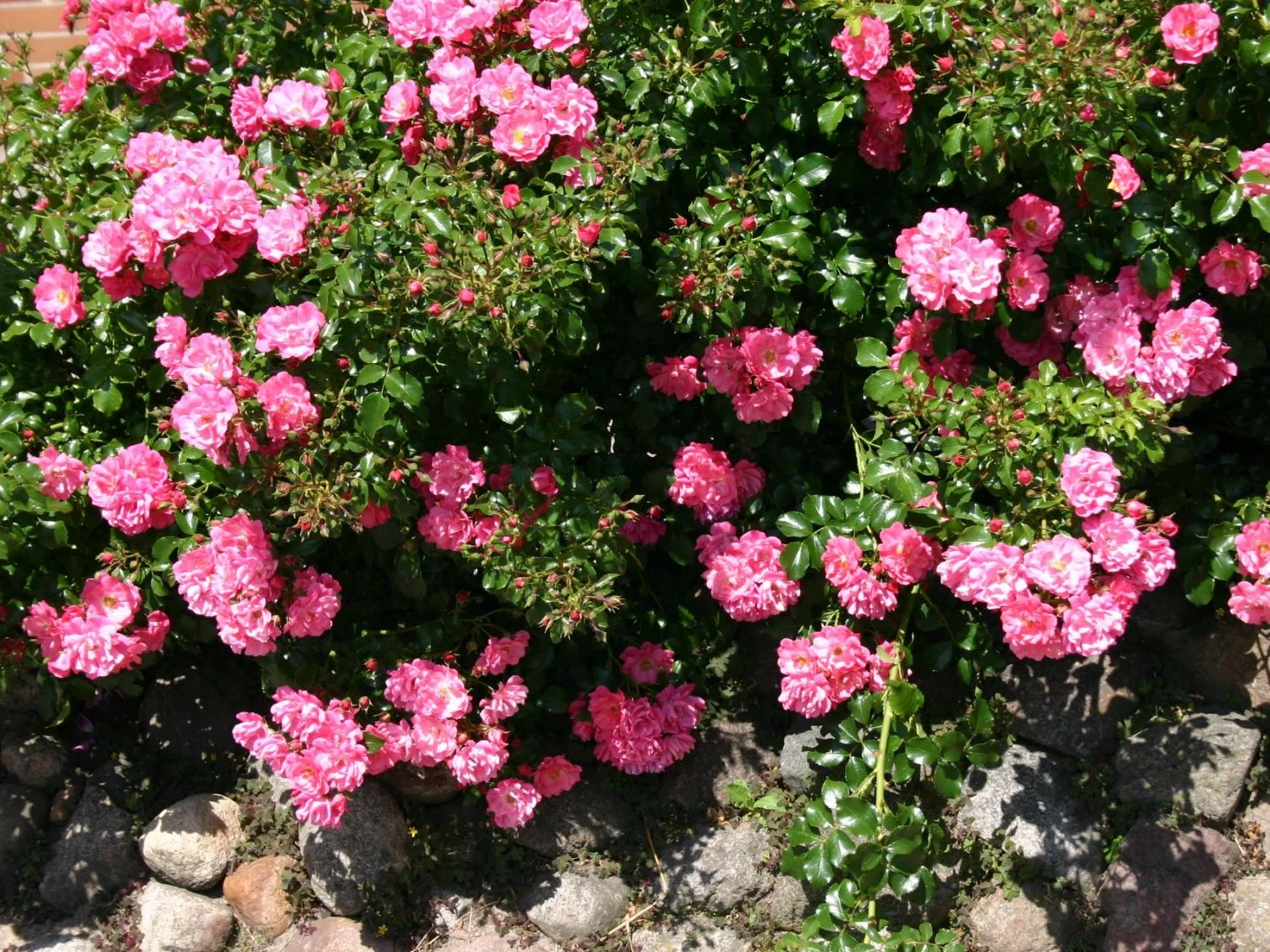 Bodendecker-Rose 'Heidetraum' ® 9 Bodendecker-Rose 'Heidetraum' ® – Bild 9