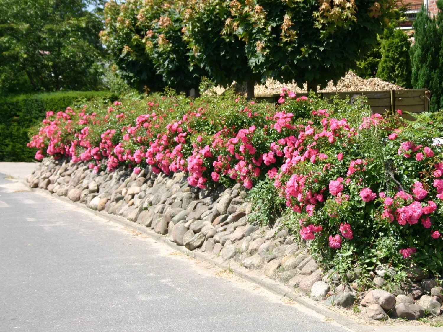 Bodendecker-Rose 'Heidetraum' ® 10 Bodendecker-Rose 'Heidetraum' ® – Bild 10