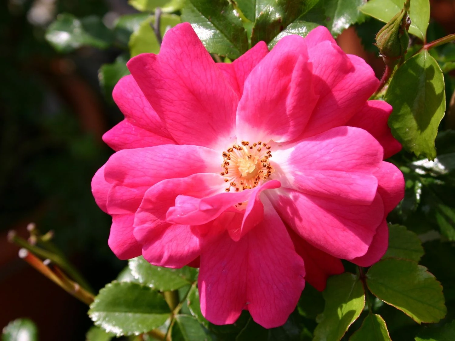 Bodendecker-Rose 'Heidetraum' ® 2 Bodendecker-Rose 'Heidetraum' ® – Bild 2