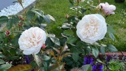 Strauchrose 'Herkules' ® -Deutschland Garten Funk Verkaufs-Shop strauchrose herkules m049839 1328988 0
