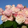 Strauchrose 'Herkules' ®