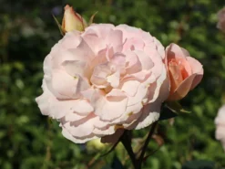 Strauchrose 'Herkules' ® -Deutschland Garten Funk Verkaufs-Shop strauchrose herkules m049839 w 1