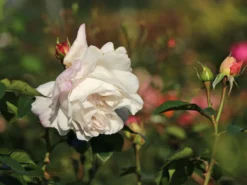 Strauchrose 'Herkules' ® -Deutschland Garten Funk Verkaufs-Shop strauchrose herkules m049839 w 3