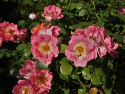 Strauchrose 'Herzogin Friederike' ® -Deutschland Garten Funk Verkaufs-Shop strauchrose herzogin friederike m052839 750811 0