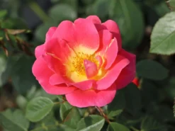 Strauchrose 'Herzogin Friederike' ® -Deutschland Garten Funk Verkaufs-Shop strauchrose herzogin friederike m052839 w 0