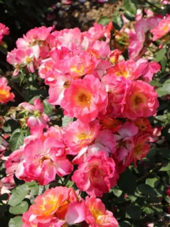 Strauchrose 'Herzogin Friederike' ® -Deutschland Garten Funk Verkaufs-Shop strauchrose herzogin friederike m052839 w 1