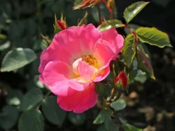Strauchrose 'Herzogin Friederike' ® -Deutschland Garten Funk Verkaufs-Shop strauchrose herzogin friederike m052839 w 10