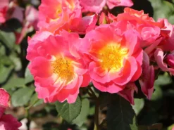 Strauchrose 'Herzogin Friederike' ® -Deutschland Garten Funk Verkaufs-Shop strauchrose herzogin friederike m052839 w 4