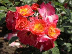 Strauchrose 'Herzogin Friederike' ® -Deutschland Garten Funk Verkaufs-Shop strauchrose herzogin friederike m052839 w 5