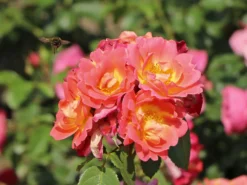 Strauchrose 'Herzogin Friederike' ® -Deutschland Garten Funk Verkaufs-Shop strauchrose herzogin friederike m052839 w 6