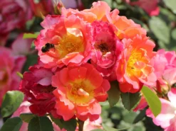 Strauchrose 'Herzogin Friederike' ® -Deutschland Garten Funk Verkaufs-Shop strauchrose herzogin friederike m052839 w 7