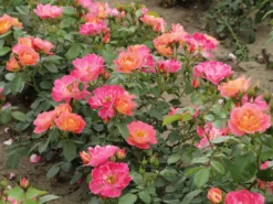 Strauchrose 'Herzogin Friederike' ® -Deutschland Garten Funk Verkaufs-Shop strauchrose herzogin friederike m052839 w 9