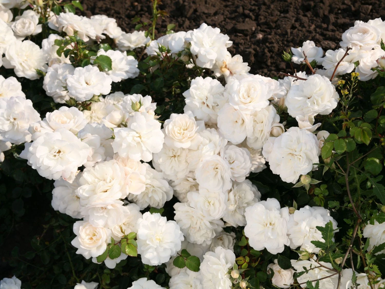 Bodendecker-Rose 'Kastelruther Spatzen' 1 Bodendecker-Rose 'Kastelruther Spatzen'