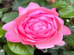 Strauchrose 'Kölner Flora' / 'Flora Colonia' -Deutschland Garten Funk Verkaufs-Shop strauchrose koelner flora flora colonia m099214 1328988 1