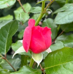 Strauchrose 'Kölner Flora' / 'Flora Colonia' -Deutschland Garten Funk Verkaufs-Shop strauchrose koelner flora flora colonia m099214 1328988 2