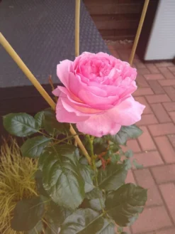 Strauchrose 'Kölner Flora' / 'Flora Colonia' -Deutschland Garten Funk Verkaufs-Shop strauchrose koelner flora flora colonia m099214 908665 0