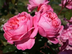 Strauchrose 'Kölner Flora' / 'Flora Colonia'