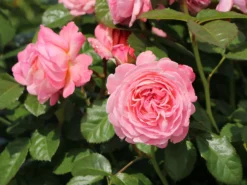 Strauchrose 'Kölner Flora' / 'Flora Colonia' -Deutschland Garten Funk Verkaufs-Shop strauchrose koelner flora flora colonia m099214 w 0