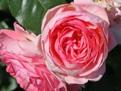 Strauchrose 'Kölner Flora' / 'Flora Colonia' -Deutschland Garten Funk Verkaufs-Shop strauchrose koelner flora flora colonia m099214 w 1