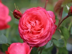 Strauchrose 'Kölner Flora' / 'Flora Colonia' -Deutschland Garten Funk Verkaufs-Shop strauchrose koelner flora flora colonia m099214 w 2