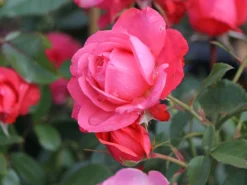 Strauchrose 'Kölner Flora' / 'Flora Colonia' -Deutschland Garten Funk Verkaufs-Shop strauchrose koelner flora flora colonia m099214 w 3