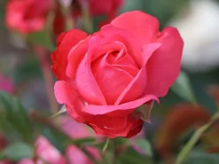 Strauchrose 'Kölner Flora' / 'Flora Colonia' -Deutschland Garten Funk Verkaufs-Shop strauchrose koelner flora flora colonia m099214 w 4