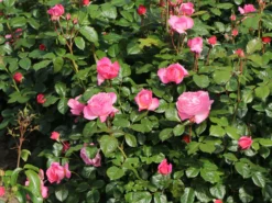 Strauchrose 'Kölner Flora' / 'Flora Colonia' -Deutschland Garten Funk Verkaufs-Shop strauchrose koelner flora flora colonia m099214 w 6