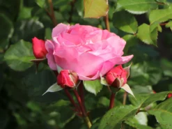 Strauchrose 'Kölner Flora' / 'Flora Colonia' -Deutschland Garten Funk Verkaufs-Shop strauchrose koelner flora flora colonia m099214 w 7