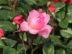 Strauchrose 'Kölner Flora' / 'Flora Colonia' -Deutschland Garten Funk Verkaufs-Shop strauchrose koelner flora flora colonia m099214 w 8