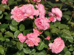 Strauchrose 'Kölner Flora' / 'Flora Colonia' -Deutschland Garten Funk Verkaufs-Shop strauchrose koelner flora flora colonia m099214 w 9