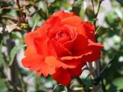 Strauchrose 'Kordes Brillant' ®