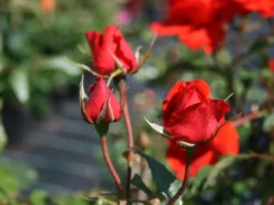 Strauchrose 'Kordes Brillant' ® -Deutschland Garten Funk Verkaufs-Shop strauchrose kordes brillant m003552 w 0
