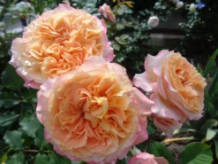 Strauchrose 'La Villa Cotta' ® 27 Strauchrose 'La Villa Cotta' ® -Deutschland Garten Funk Verkaufs-Shop strauchrose la villa cotta m099185 894101 0