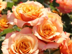 Strauchrose 'La Villa Cotta' ®