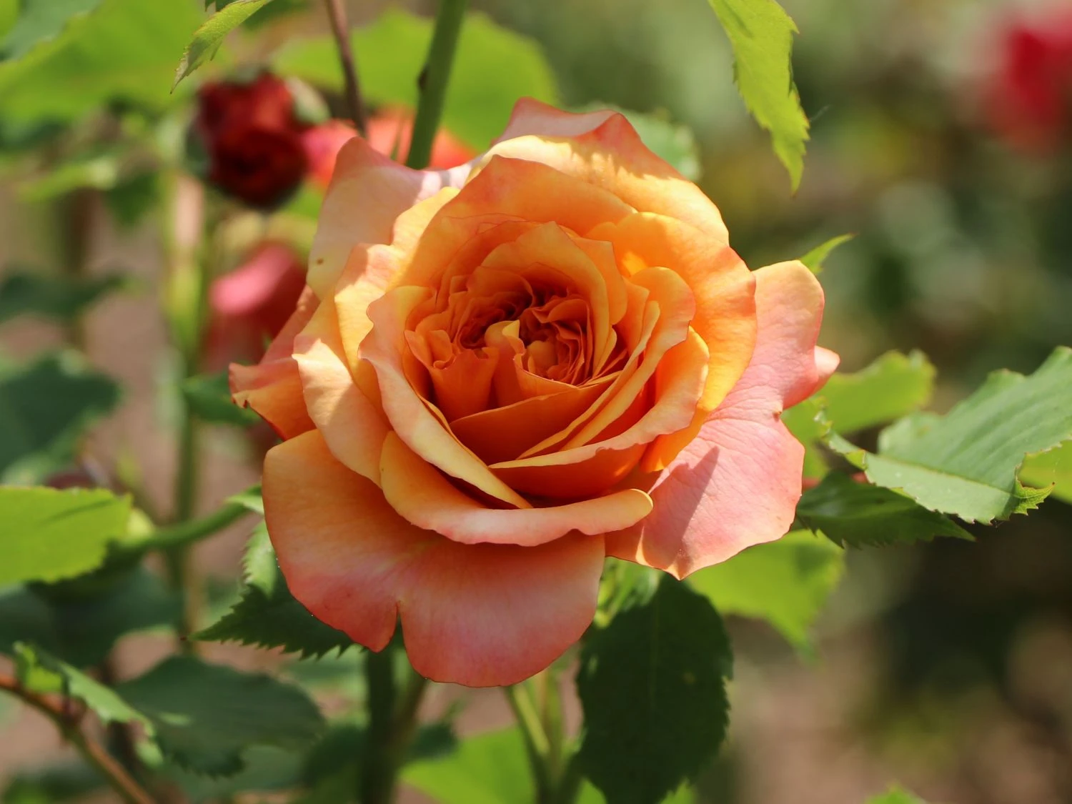 Strauchrose 'La Villa Cotta' ® 4 Strauchrose 'La Villa Cotta' ® – Bild 4