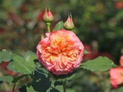 Strauchrose 'La Villa Cotta' ® 23 Strauchrose 'La Villa Cotta' ® -Deutschland Garten Funk Verkaufs-Shop strauchrose la villa cotta m099185 w 1