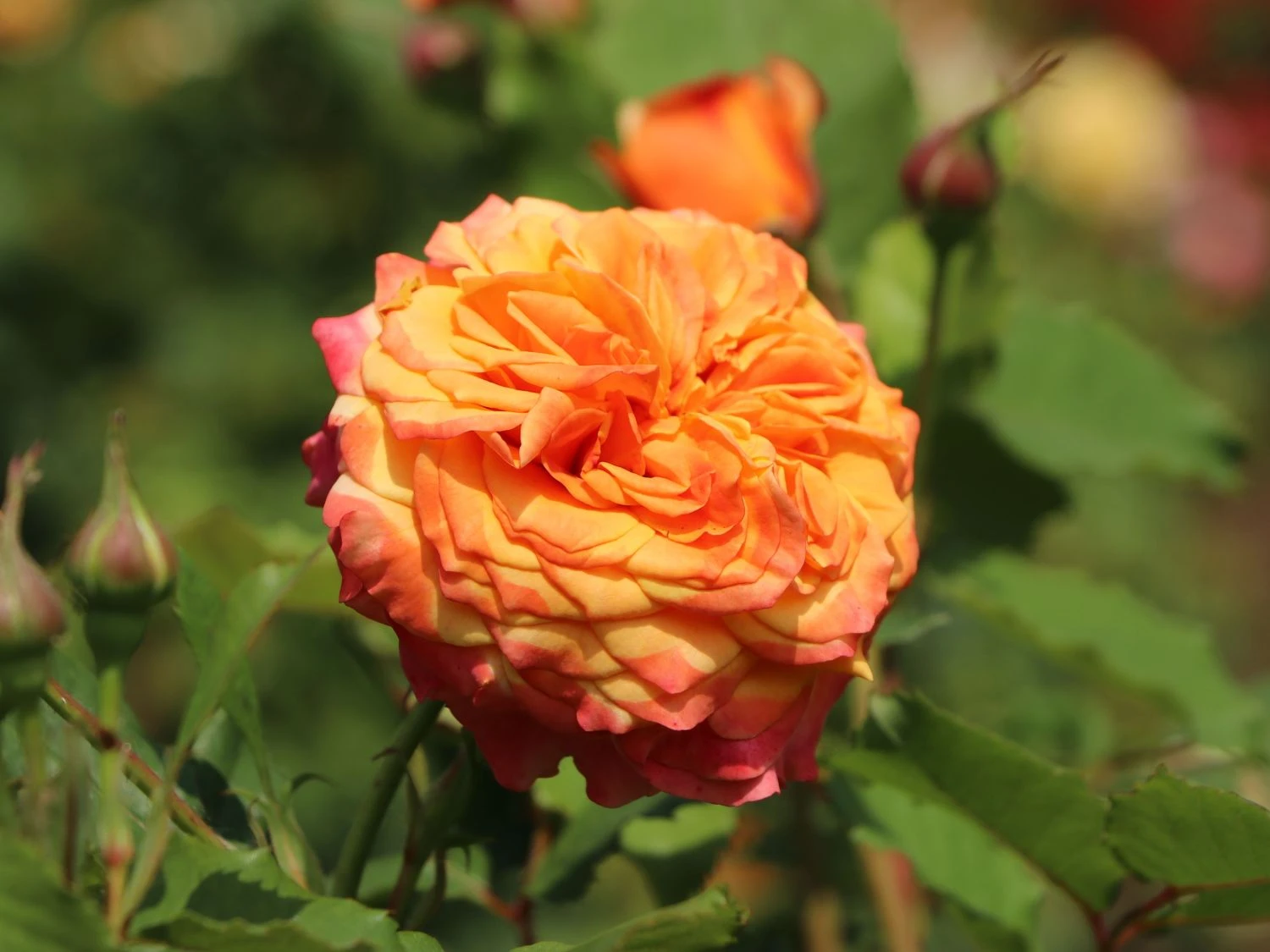 Strauchrose 'La Villa Cotta' ® 2 Strauchrose 'La Villa Cotta' ® – Bild 2