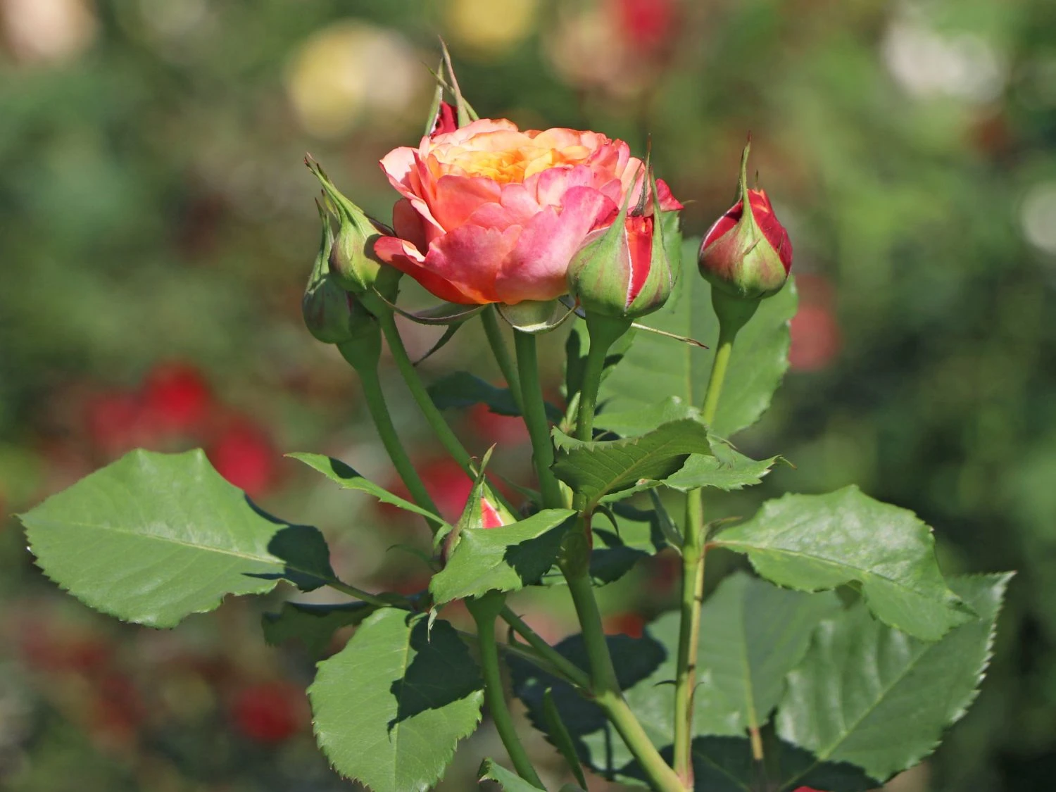 Strauchrose 'La Villa Cotta' ® 7 Strauchrose 'La Villa Cotta' ® – Bild 7